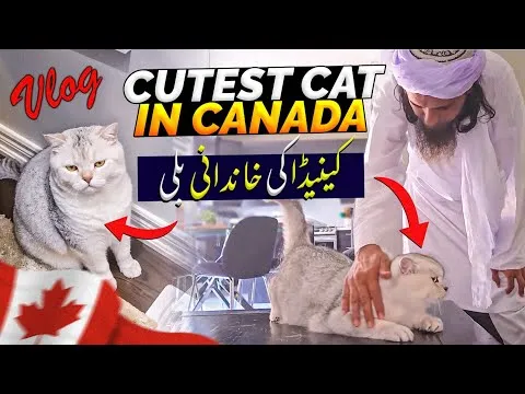 CutestCatInCanadaVlog